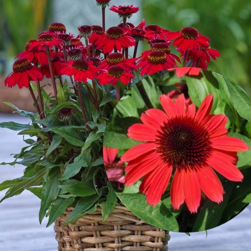 Echinacea 'SUNMAGIC Atomic Red' - Siilkübar 'SUNMAGIC Atomic Red' P9/0,55L